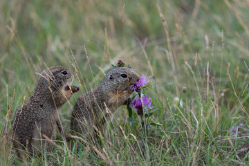 Grund squirrel