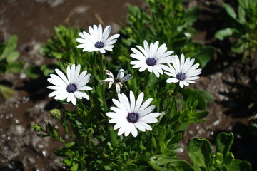 5 white flowers of African daisies in July