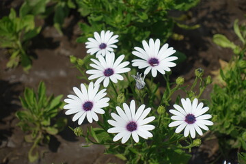 6 white flowers of African daisies in July