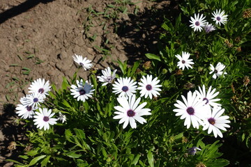 African daisies with multiple white flowers in September
