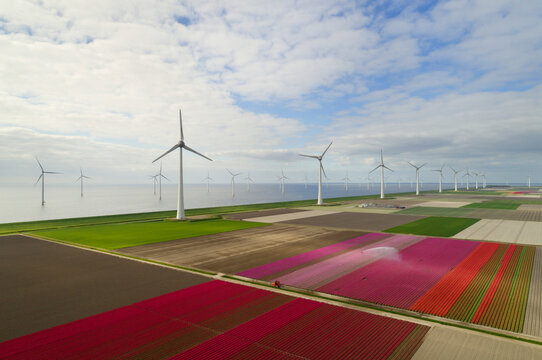 Multi colored tulips with wind turbines on field