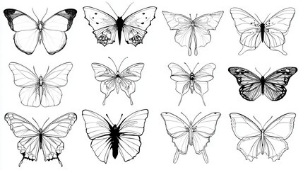 A collection of detailed line art butterfly illustrations.