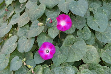 2 magenta colored flowers of Ipomoea purpurea in mid September