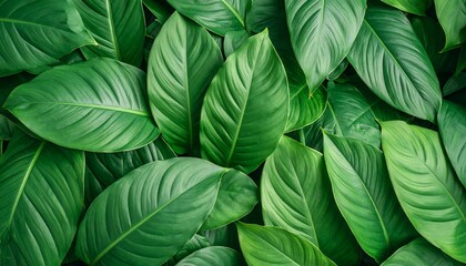 Lush, vibrant green foliage creates a dense, textured backdrop