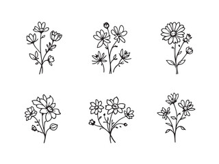 Feverfew Minimalist Flower Sketch