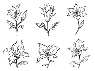 Fire Lily clear vision simple line art