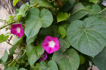 Two magenta colored flowers of Ipomoea purpurea in September