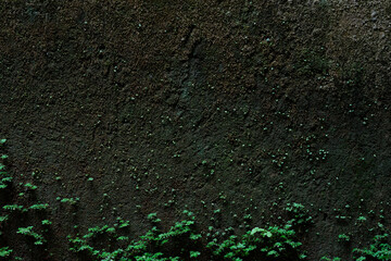 Old concrete wall with dark patches and tiny plants growing along the base, highlighting nature...