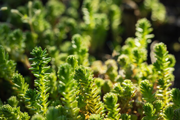 Tasteless Stonecrop, Sedum sexangulare succulent perennial. Succulent with flowers