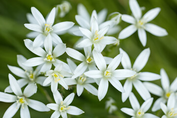 ornithogalum flowers. beautiful bloom in the spring garden