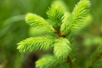 Young spruce branch is a green background. Pine cosmetics and essential oils