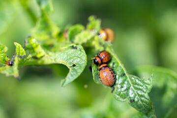 Colorado potato beetle larvae on eaten away potato leaf.