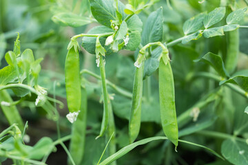 green peas in pods in the field close-up. selective focus.