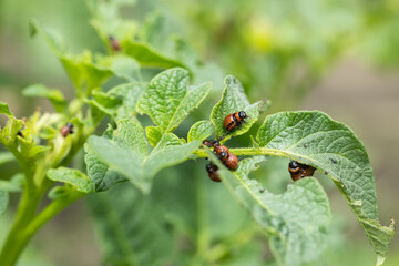 The Colorado potato beetle on potato leaves destroys potato plants