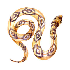 Watercolor snake. Painted isolated Halloween illustration