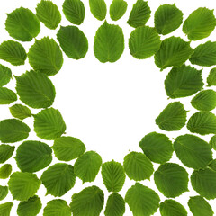 Hazel leaves green heart shaped background on white. Abstract design of druid nature leaf and romantic symbol. 