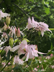 Delicate pink aquilegia among garden greenery