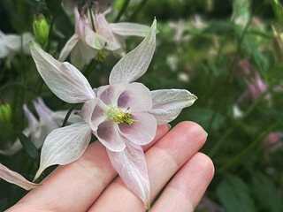 Close-up of pink and white aquilegia on a green background