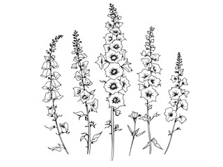 foxglove simple line art clear vision © Nazma Begum