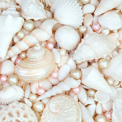 Seashell and oyster pearl background with white beach shells. Nature marine life decorative composition for summer theme greeting card.