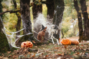A dog in a spooky Halloween costume is in an autumn forest, surrounded by smoke and pumpkins