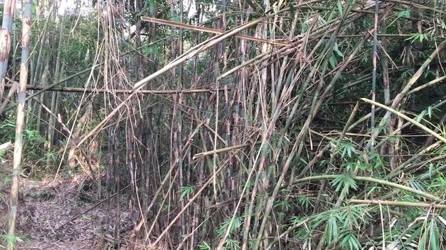 The bamboo plants or bambusoideae that grow abundantly and tower upwards in a forest at Yogyakarta, Indonesia