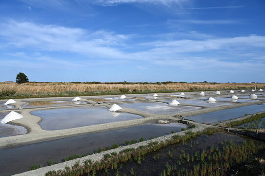 France, Vend&eacute;e, les marais salants de l'&icirc;le de Noirmoutier constituent un patrimoine maritime unique. Les sauniers r&eacute;coltent le sel avec des gestes traditionnels ancestraux.