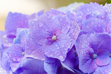 Obraz premium 雨粒がきらめく紫陽花の花びら