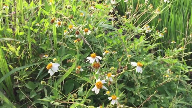 The gletang plant or tridax procumbens is flowering and growing abundantly among the bushes