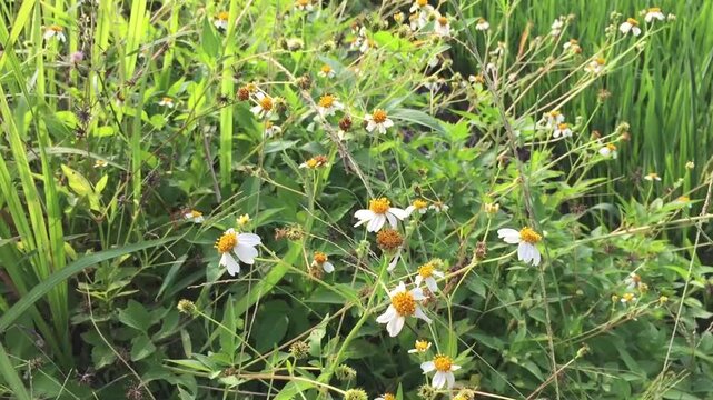 The gletang plant or tridax procumbens is flowering and growing abundantly among the bushes