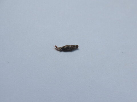 A plaster bagworm