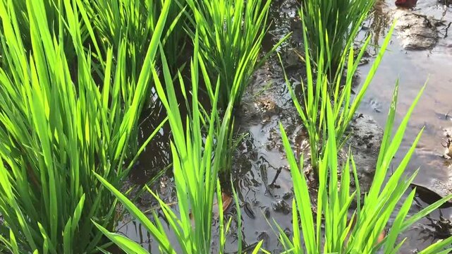 The rice plants or oryza sativa growing abundantly with flowing water irrigating them on a sunny morning in Yogyakarta, Indonesia