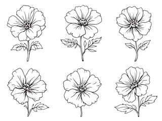 Geranium plant simple line art flower drawing