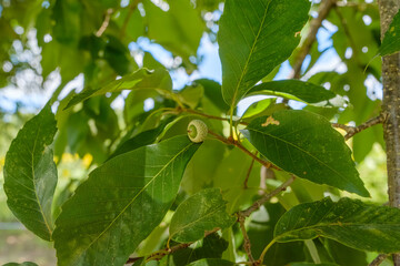 クヌギの若いドングリと緑の葉