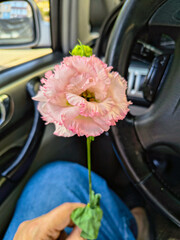 eustoma flower in hands. Beautiful white eustoma Russellianum. Japanese rose. white flower in hand. man holds rose in hand. white flowers in car. man in car holds flower in hands.