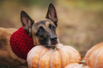 A beautiful Malinois dog wearing a scarf is walking through an autumn forest with pumpkins