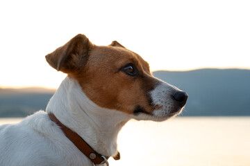 Beautiful dog portrait at sunset by the lake, soft mountains in background. Jack Russell Terrier in...