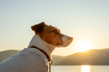 Mountain lake sunset dog Jack Russell terrier close-up looking horizon thoughtful pose small dog...