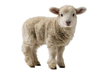Fototapeta premium Adorable lamb, fluffy coat