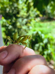praying mantis. Mantis religiosa, The green praying mantis is in danger. big green insect. praying mantis on hand.