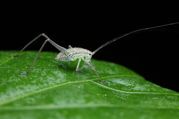 Macro photograph of a speckled bush‑cricket (subfamily Phaneropterinae), commonly known as a Mediterranean katydid, resting on a green leaf adorned with dewdrops. 