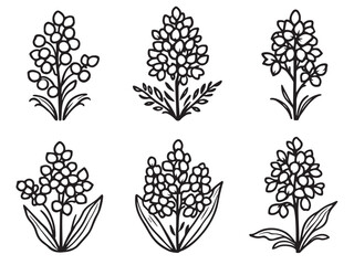 Grape hyacinth outline style flower vector drawings