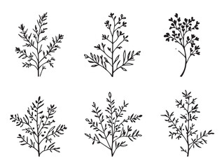 simple grevillea plant contour drawing collection