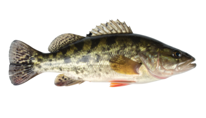 Studio shot of a peacock bass fish isolated on transparent background, ideal for photo editing and compositing