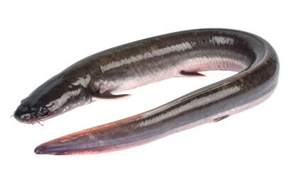 Studio shot capturing sleek European eel, silvery body gleaming against transparent backdrop, revealing raw marine delicacy