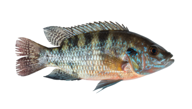 Vibrant tropical fish gliding elegantly, revealing iridescent scales and complex markings against clean white backdrop