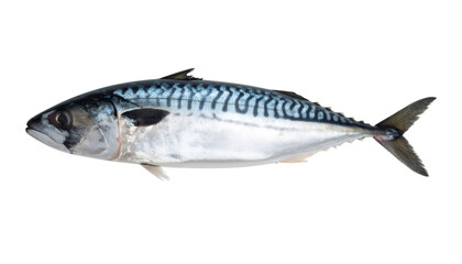 Obraz premium Studio shot of a fresh mackerel fish, isolated on transparent background, ideal for food and seafood related projects