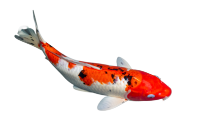Koi carp swimming gracefully in orange, white, black, floating against transparent background, ideal for graphic design