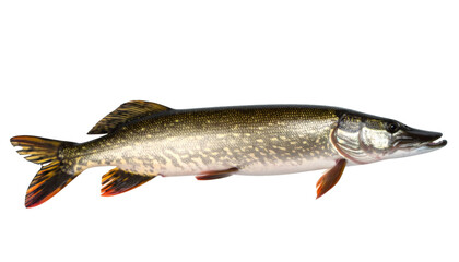 Northern pike displaying detailed scales, transparent backdrop highlighting sleek body and predatory profile