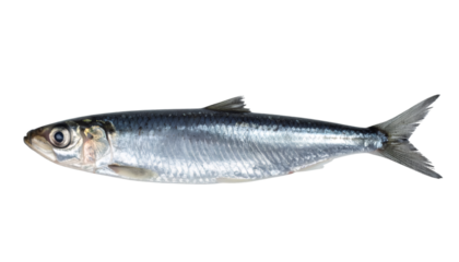 Studio shot of a single fresh sardine isolated on transparent background, ideal for food and cooking projects